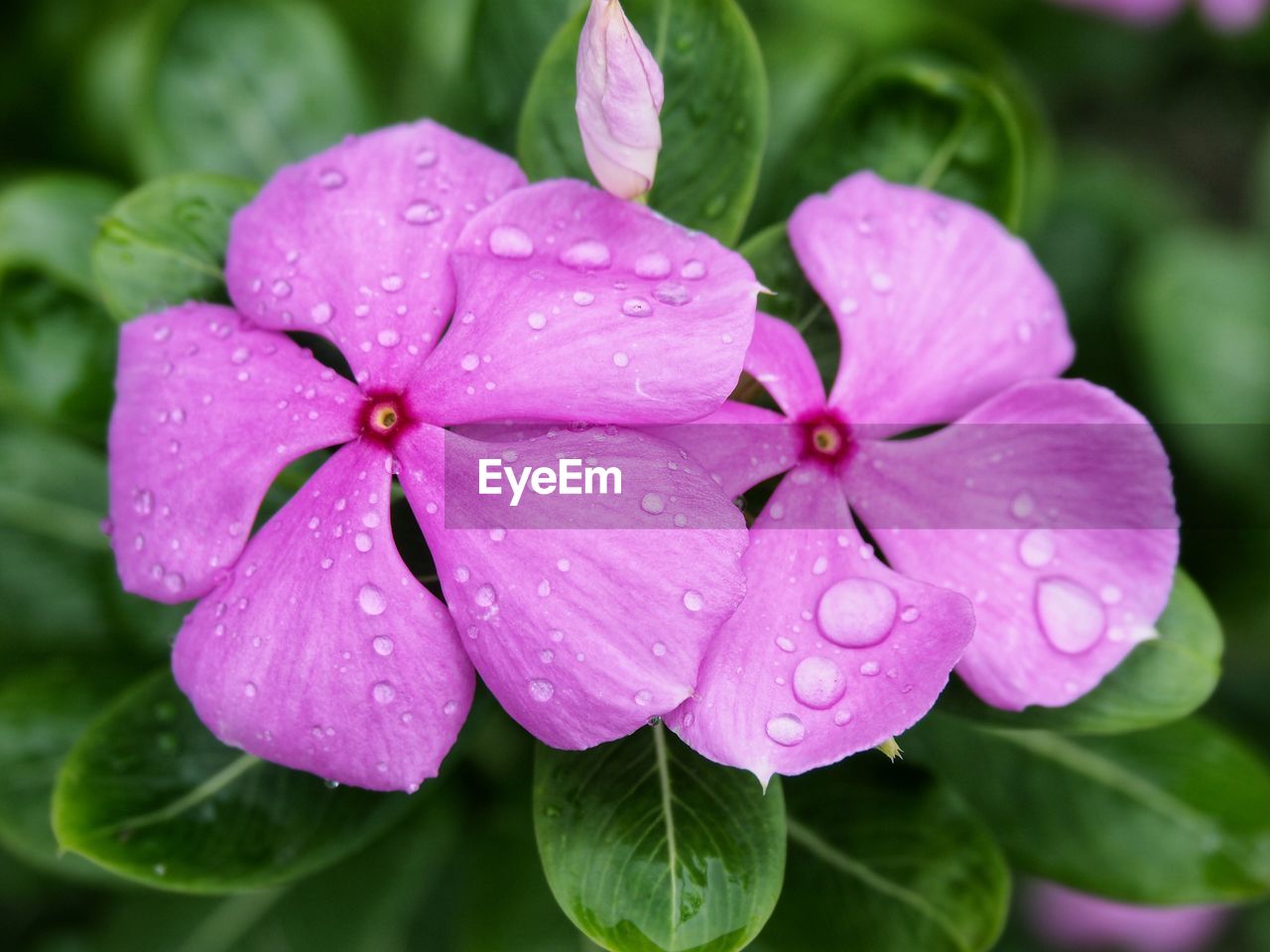 Close-up of water drops on pink flower