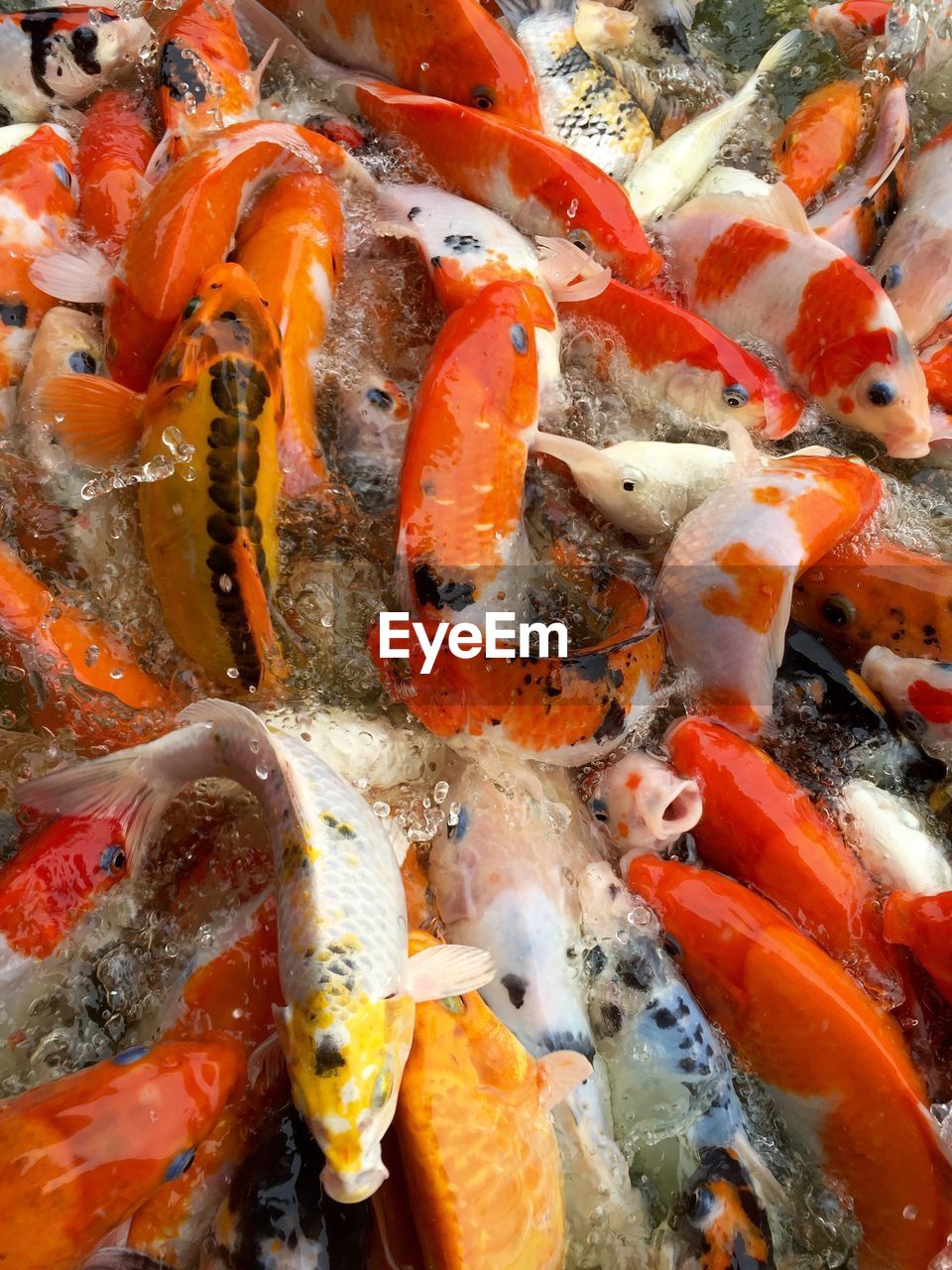 High angle view of koi carps swimming in pond