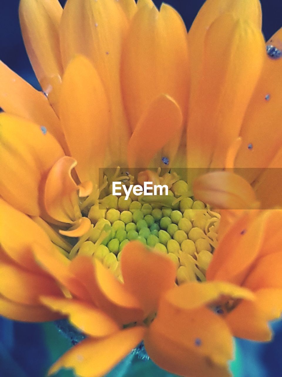 CLOSE-UP OF YELLOW FLOWER