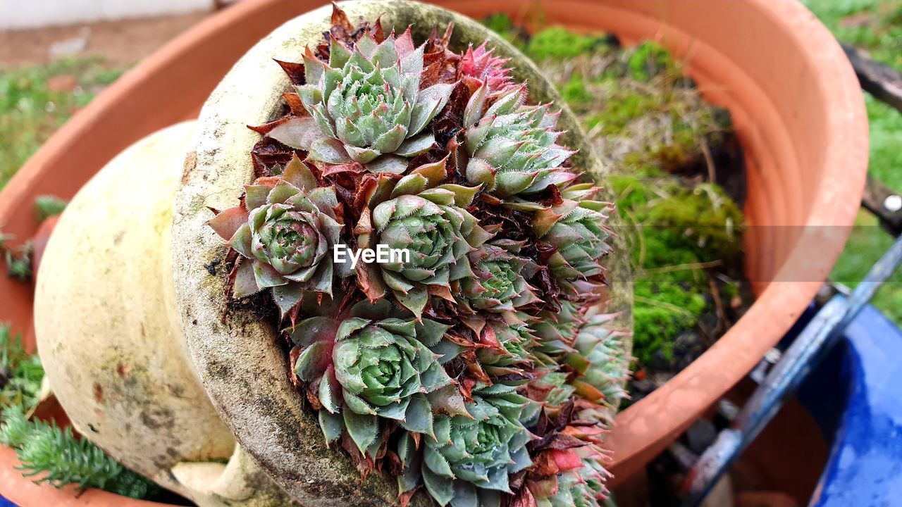 Close-up of potted plant