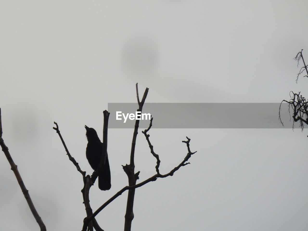 LOW ANGLE VIEW OF SILHOUETTE TREE AGAINST SKY