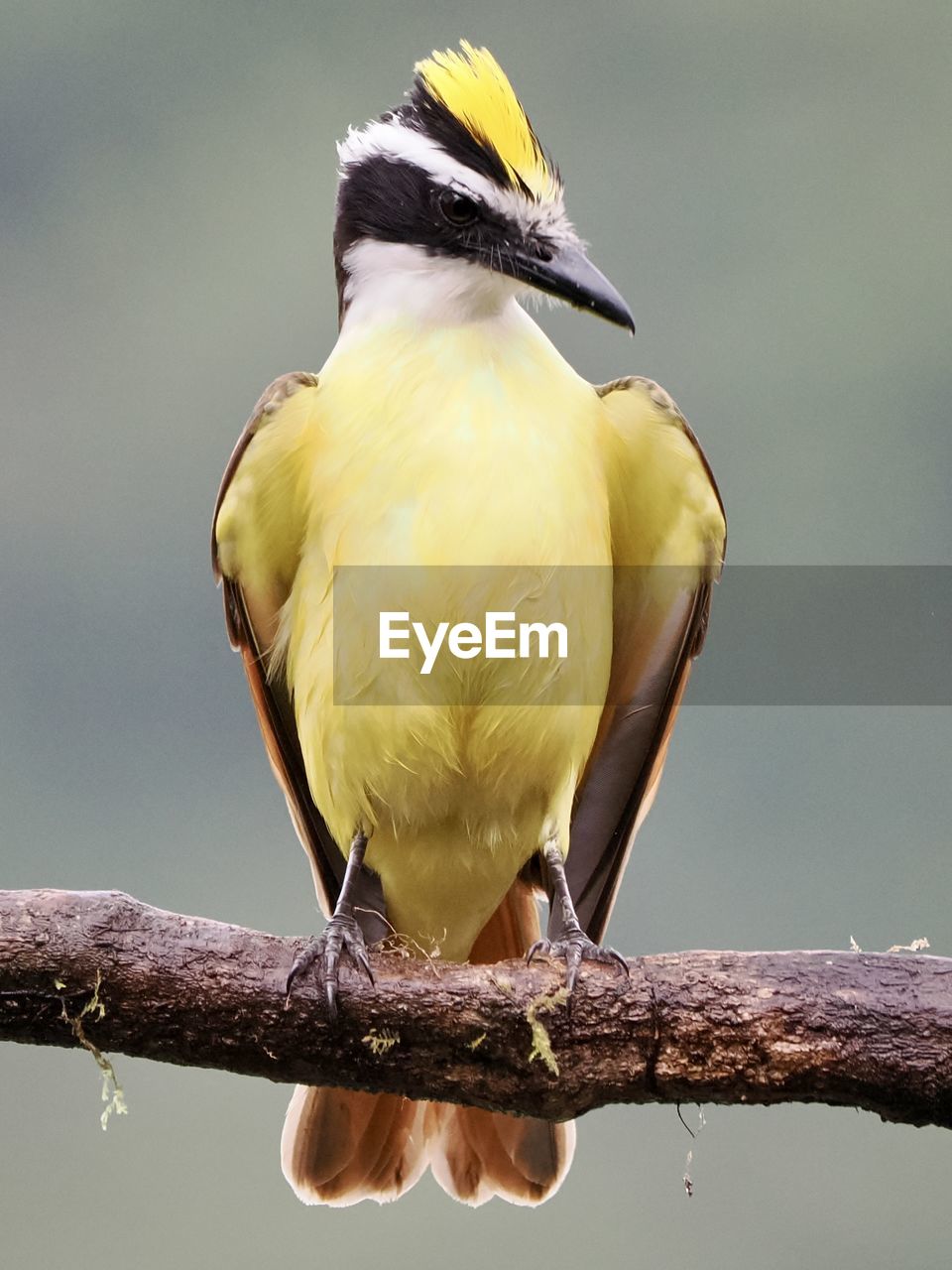 bird, animal themes, animal, beak, animal wildlife, yellow, perching, wildlife, one animal, branch, nature, tree, close-up, full length, no people, focus on foreground, wing, outdoors, beauty in nature, day