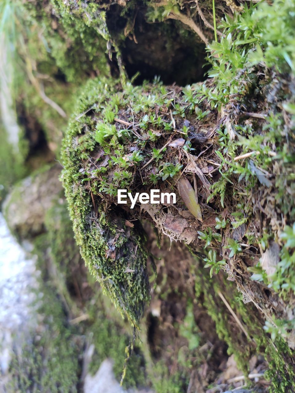 CLOSE-UP OF FUNGUS GROWING ON TREE TRUNK