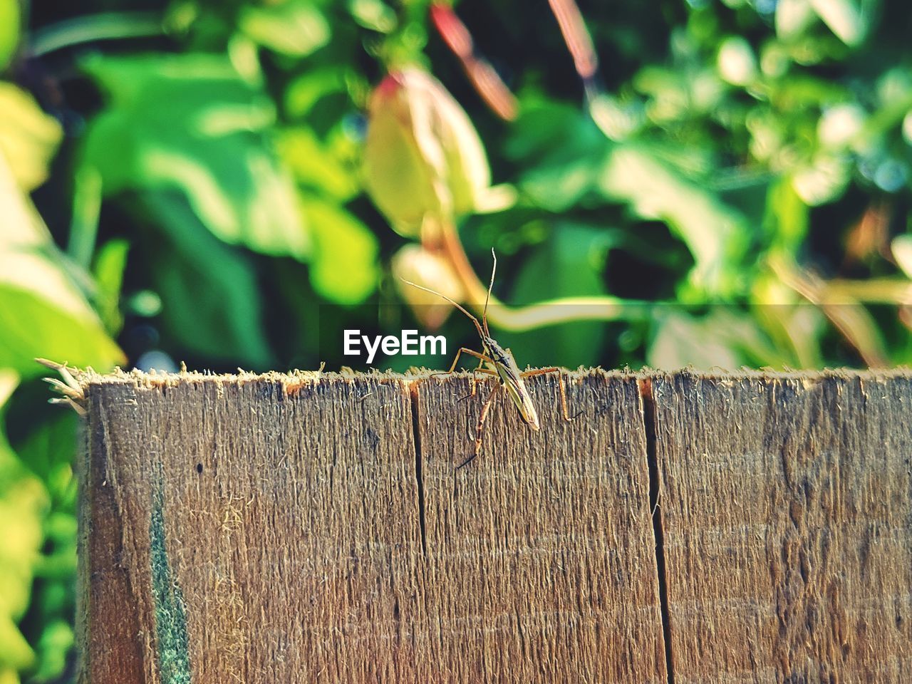 Close-up of insect on wooden fence