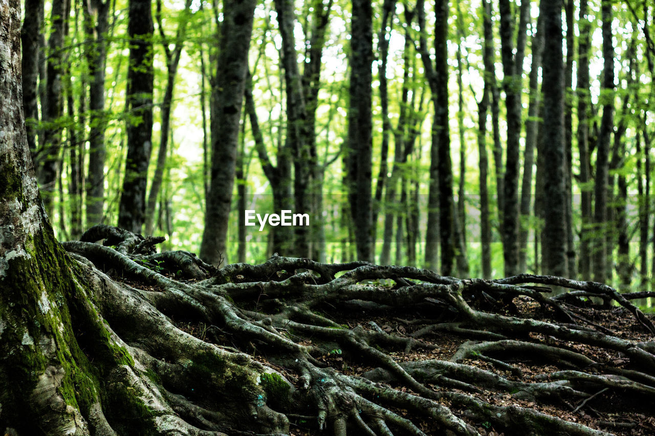 Close-up of tree trunks in forest