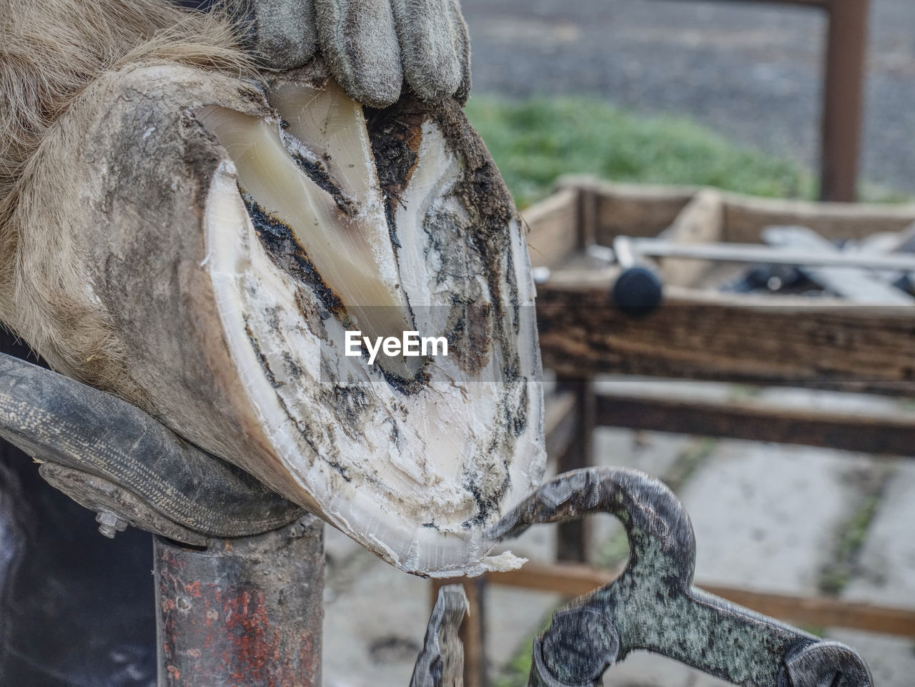 Adjust of worn and overgrown horse hooves. detail of blacksmith tools in work on hoof.