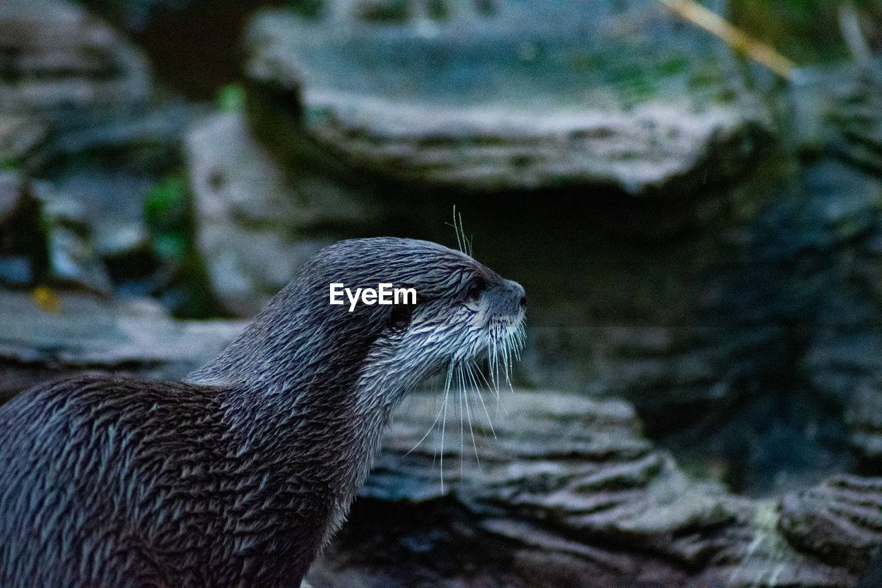 Otter looking ahead