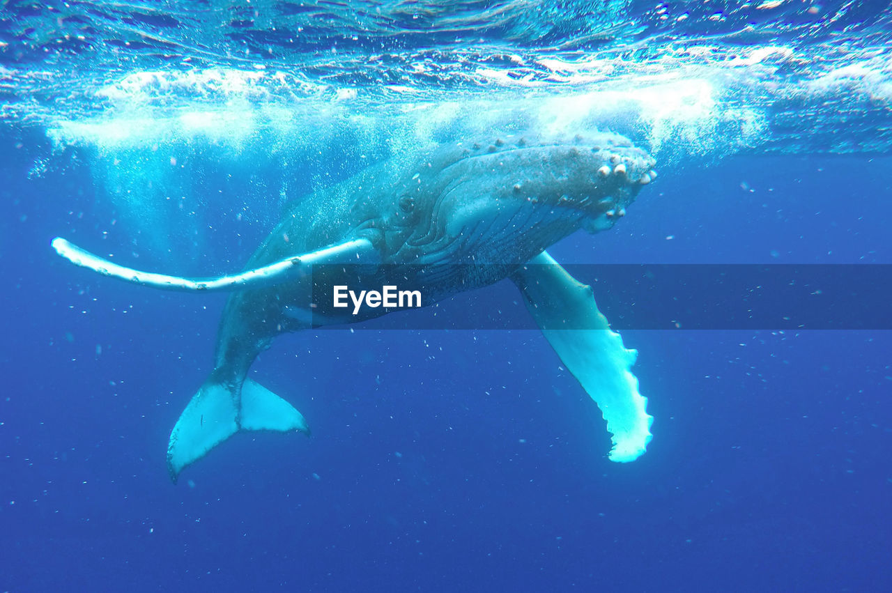 Humpback whale swimming in sea