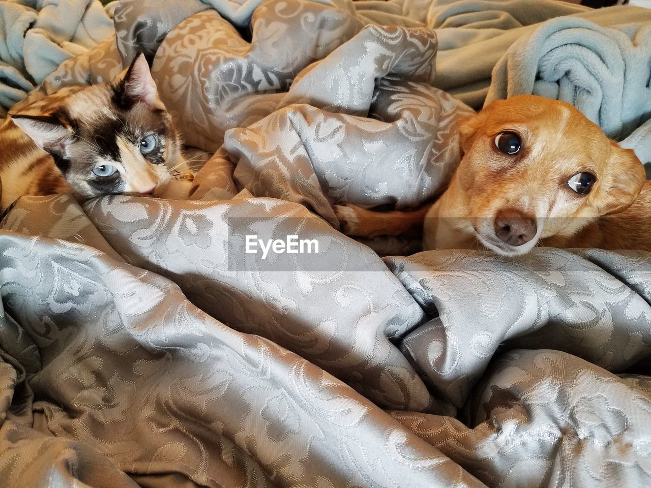 HIGH ANGLE VIEW OF DOG RESTING ON BED