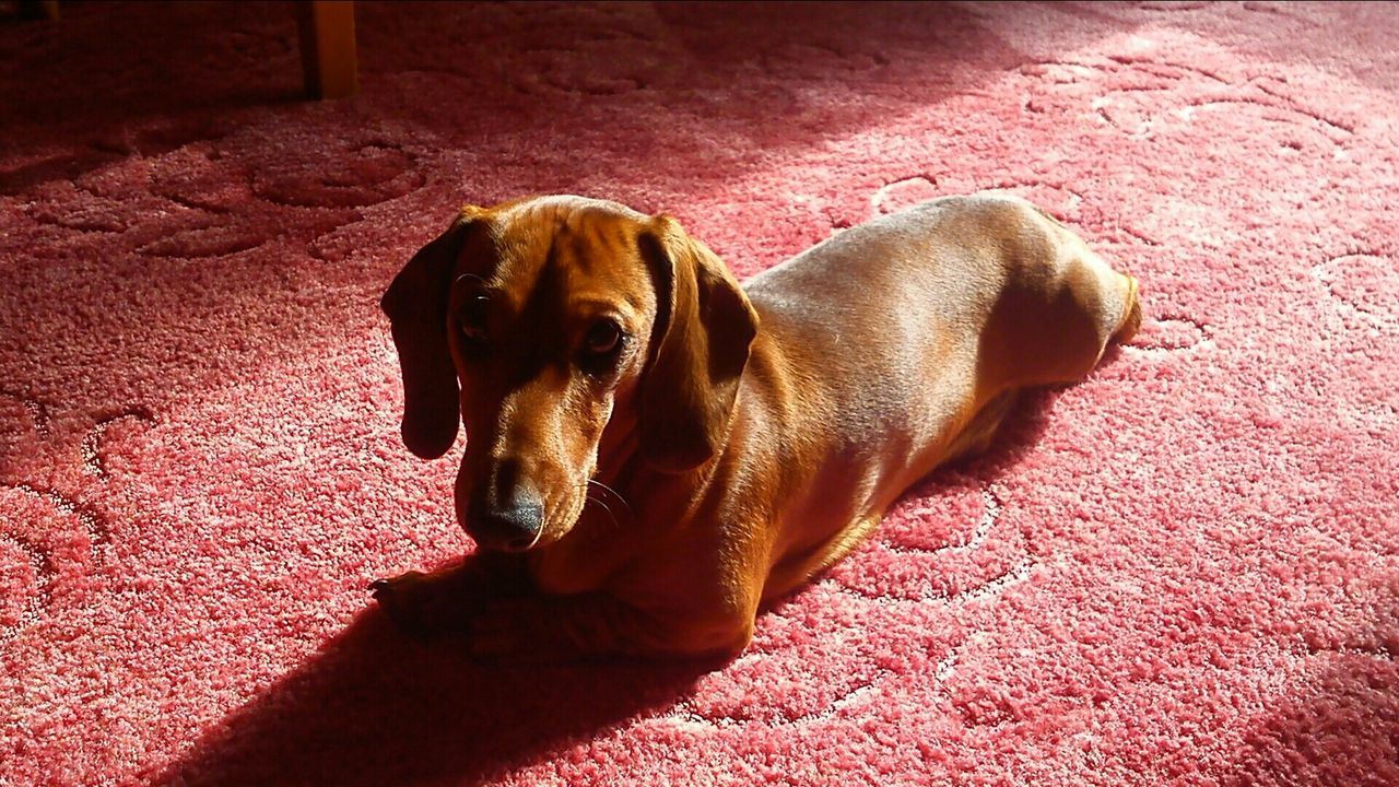 Close-up portrait of a relaxed dog