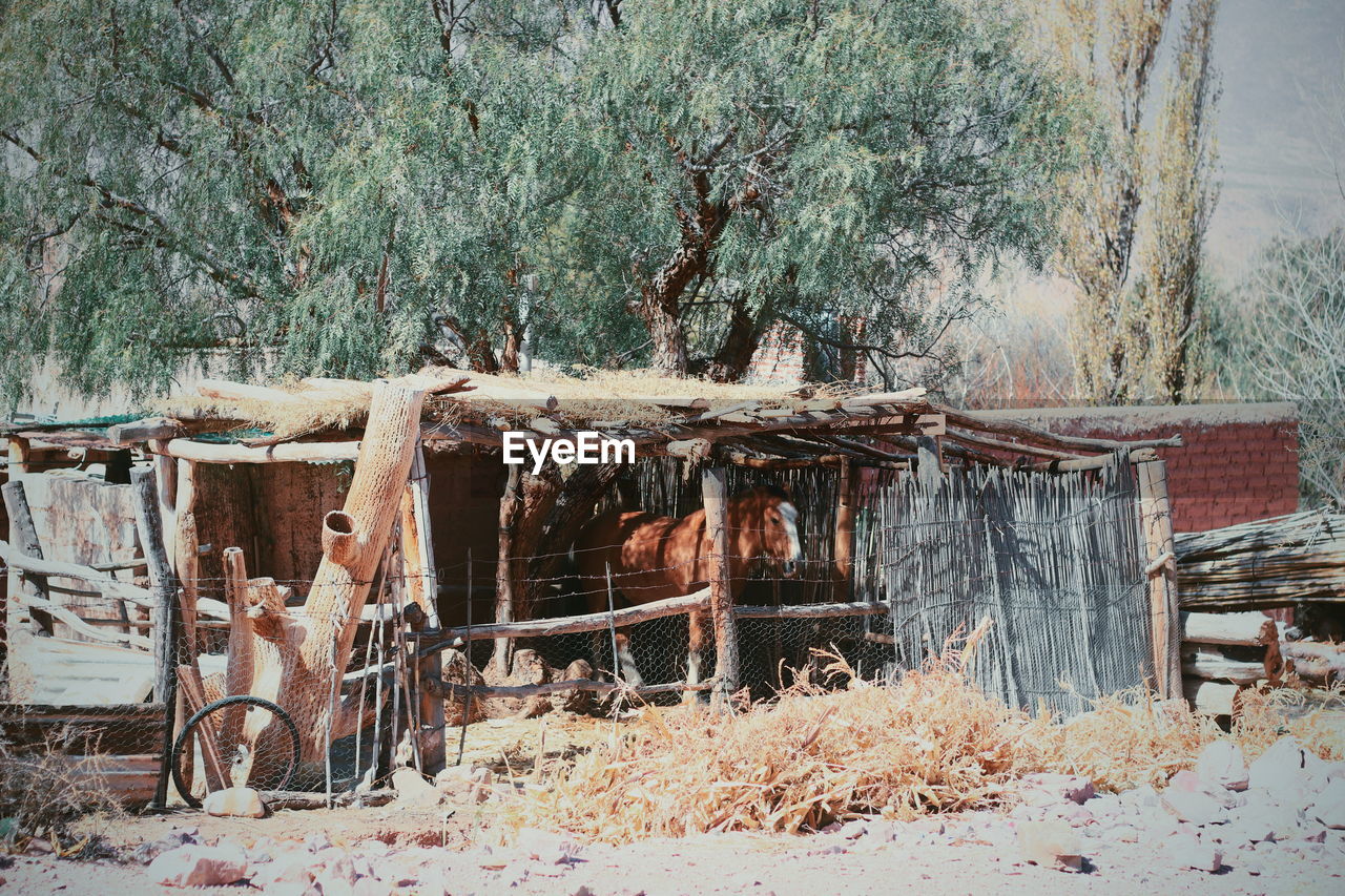 DAMAGED TREE IN FOREST