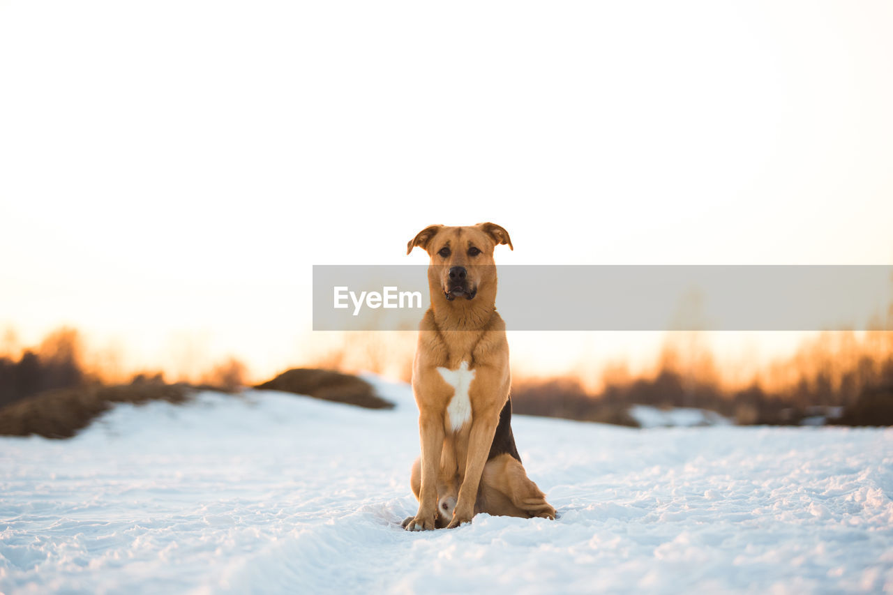 PORTRAIT OF A DOG ON SNOW FIELD