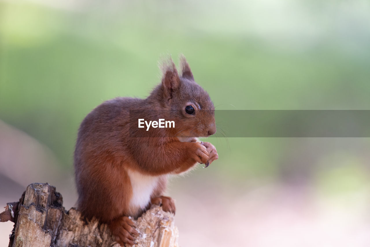 animal, animal themes, squirrel, animal wildlife, rodent, mammal, one animal, wildlife, cute, nature, whiskers, brown, eating, no people, close-up, chipmunk, tree, forest, nut, food, nut - food, outdoors, food and drink, animal hair, land, focus on foreground, lap dog, tail, eye, animal body part, day, plant, side view, environmental conservation, bark, tree stump