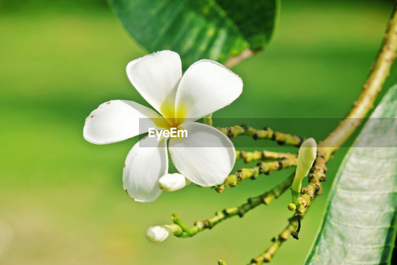 Close-up of a white flower