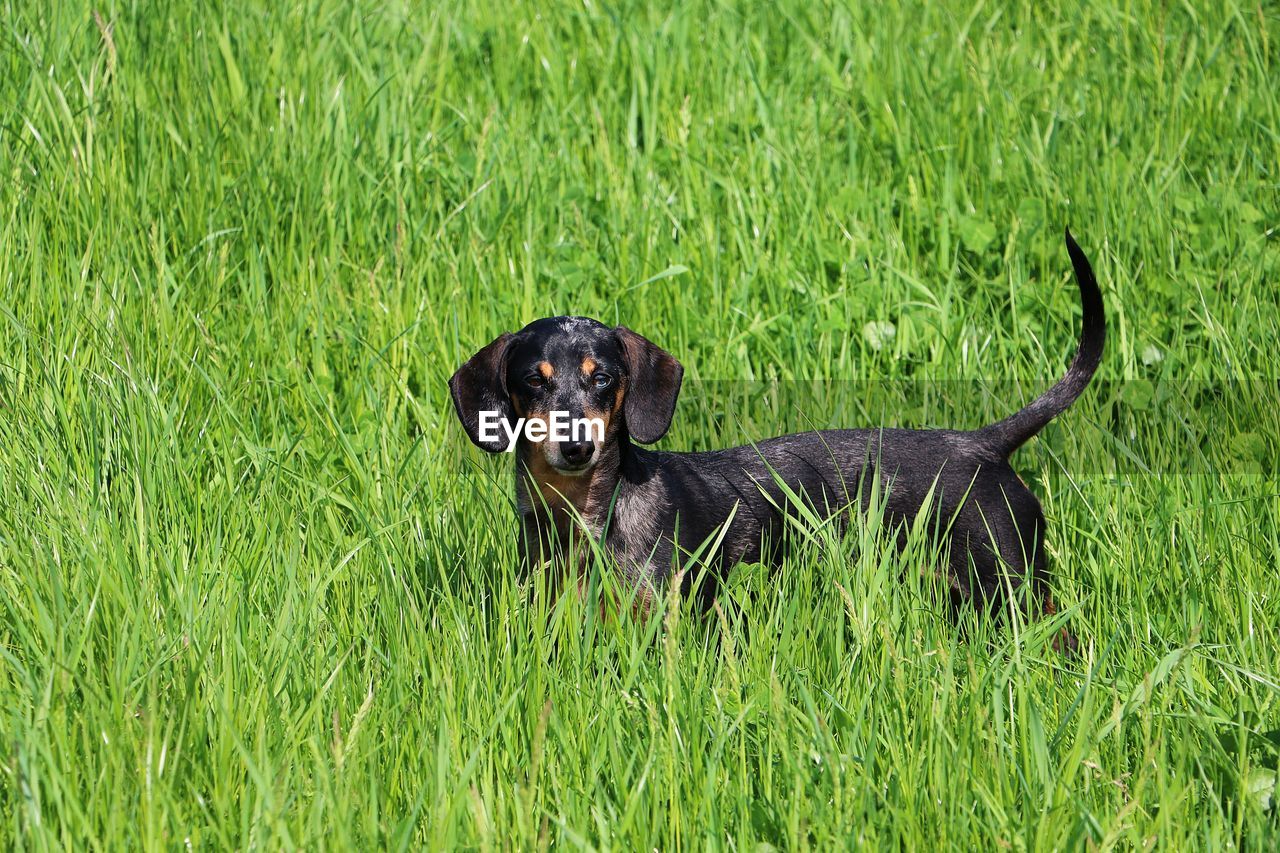 PORTRAIT OF BLACK DOG ON FIELD