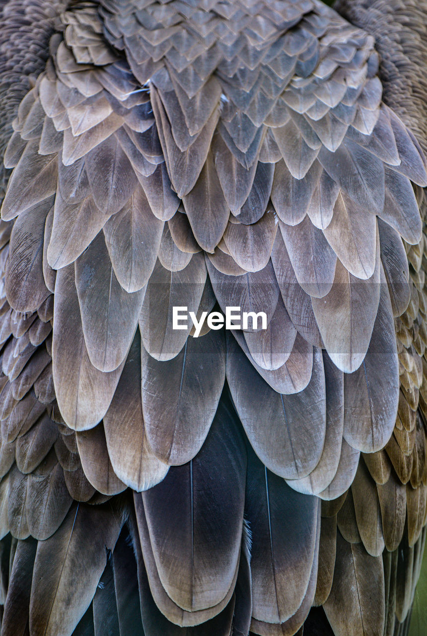 Full frame shot of feathers from a vulture