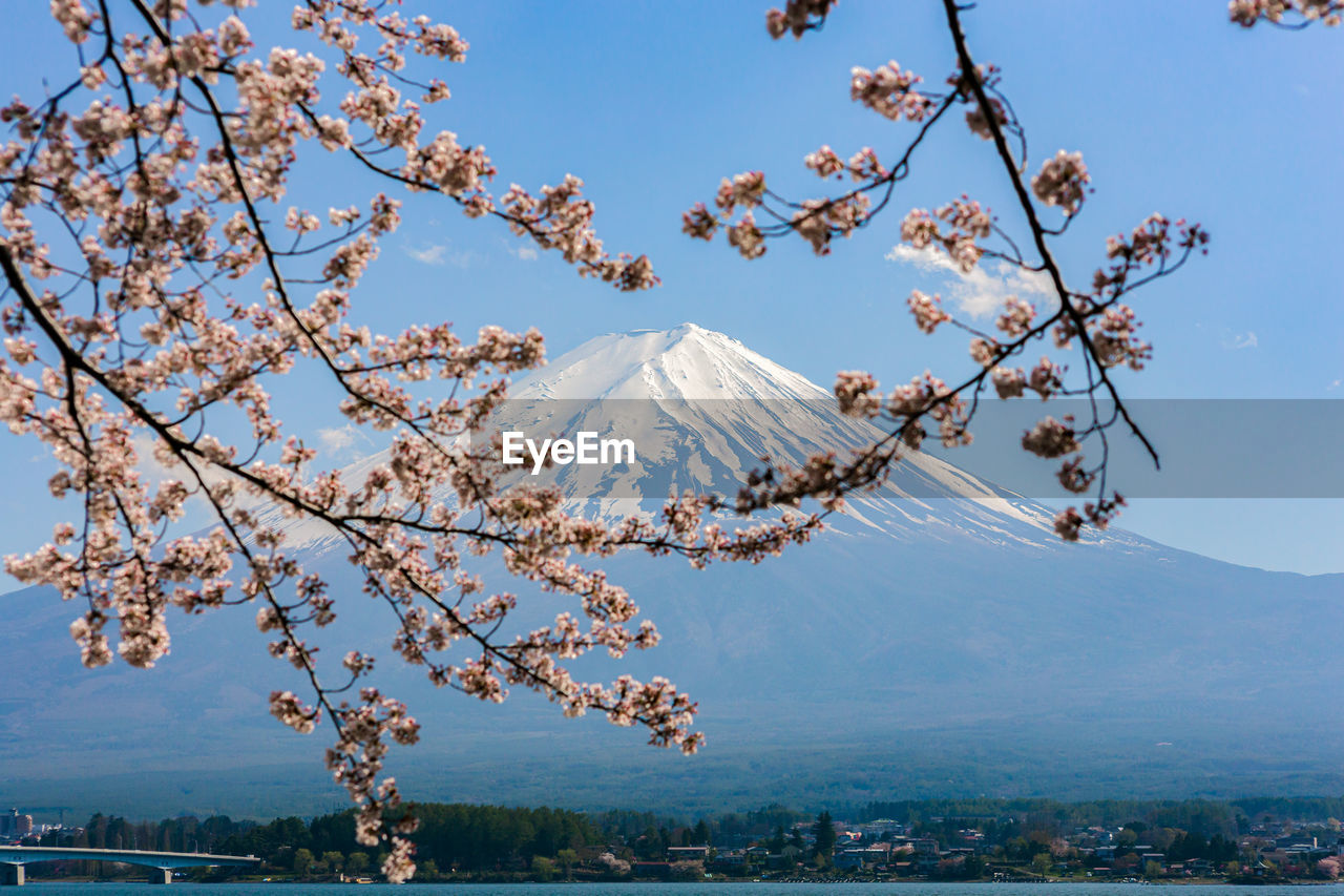 Low angle view of cherry tree against sky during winter