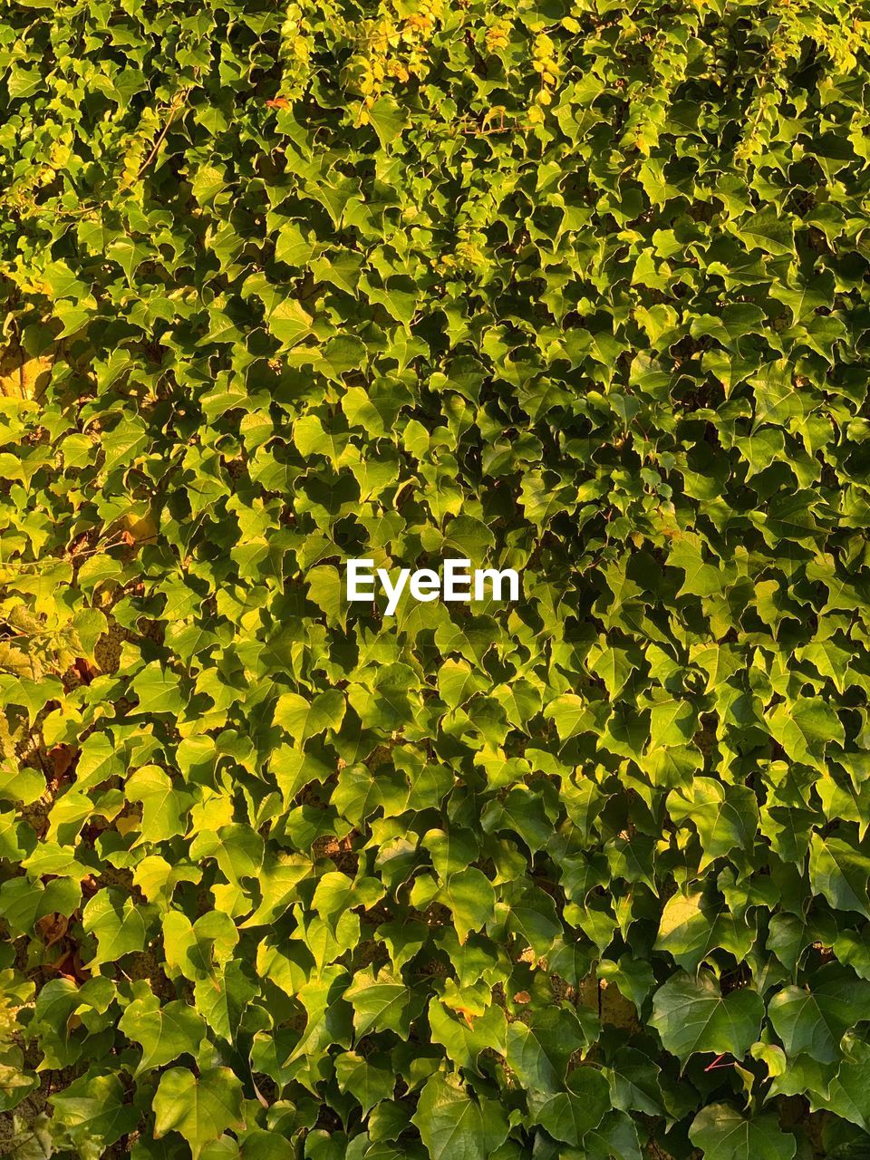 FULL FRAME SHOT OF GREEN LEAVES