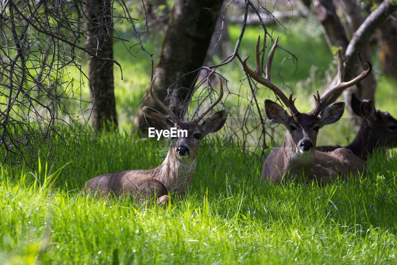 Deer sitting on field