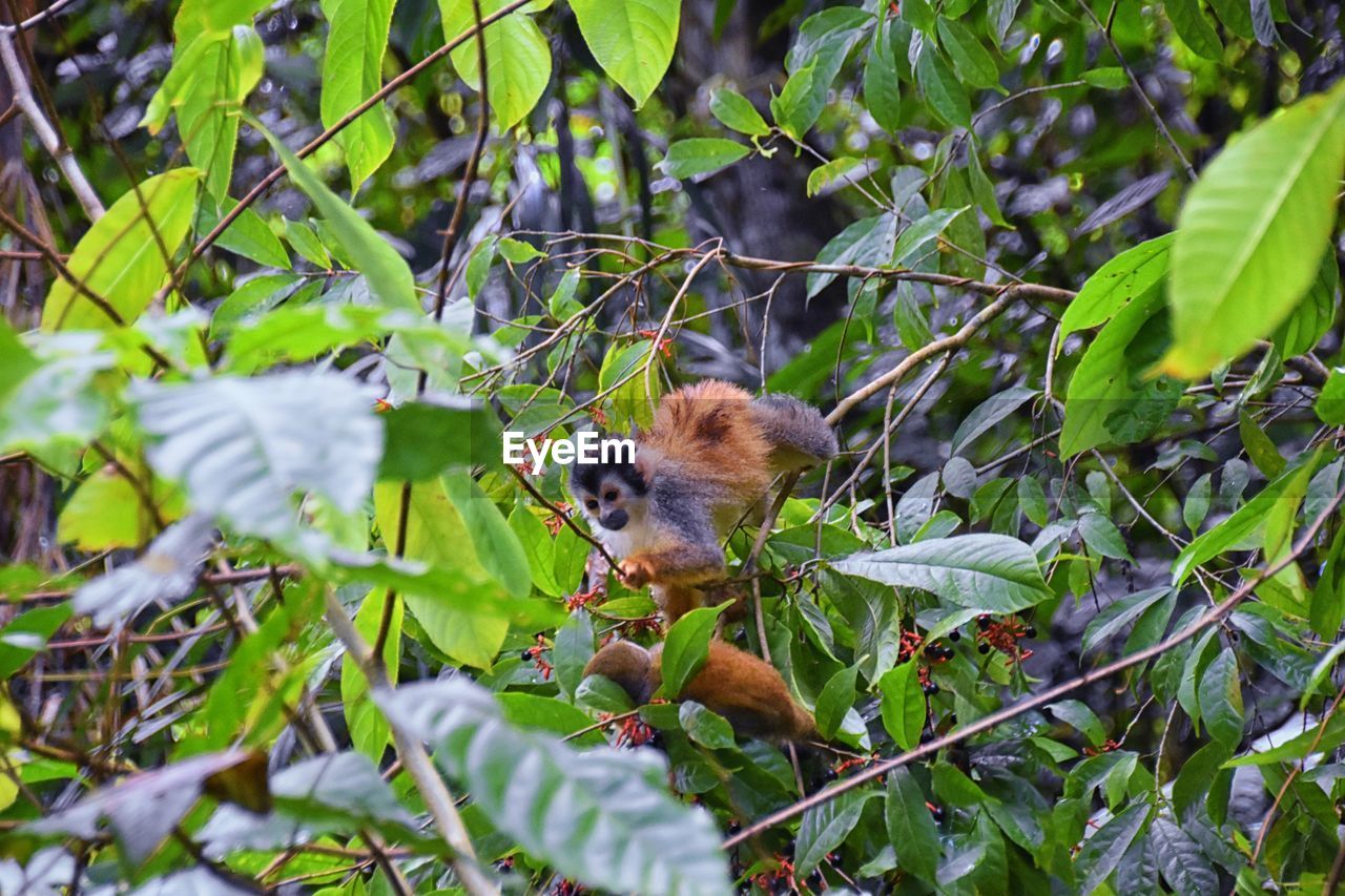 animal themes, animal, animal wildlife, plant, wildlife, one animal, leaf, tree, nature, plant part, branch, flower, jungle, rainforest, mammal, forest, no people, green, land, bird, natural environment, growth, outdoors, beauty in nature, monkey, primate, environment, day