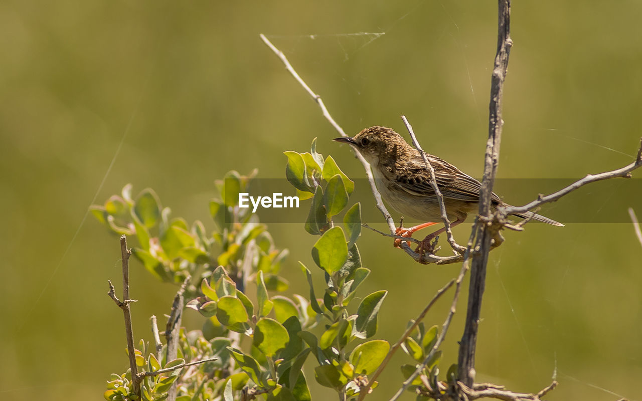 CLOSE-UP OF A BIRD PERCHING ON PLANT