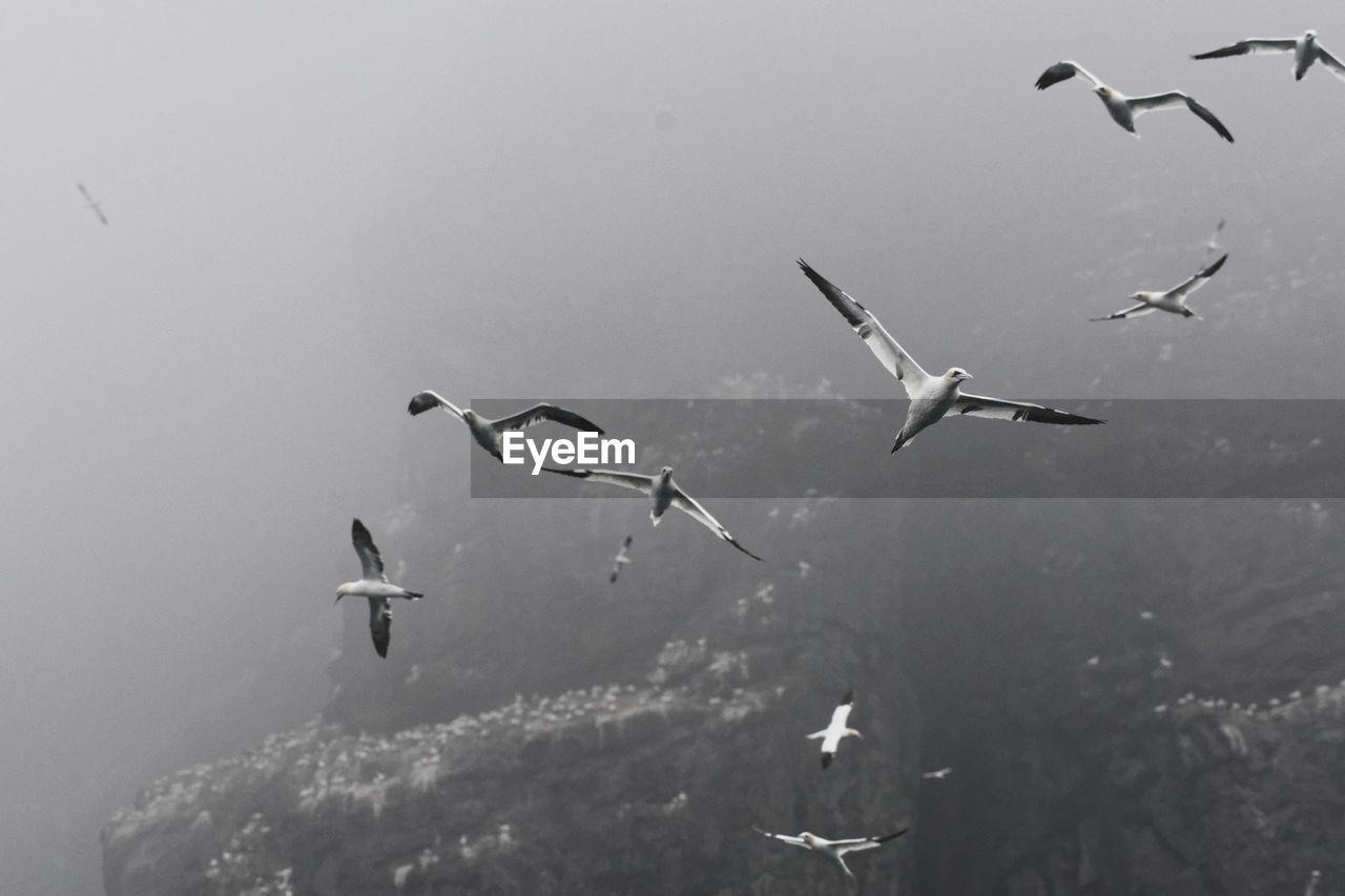 BIRDS FLYING AGAINST SKY