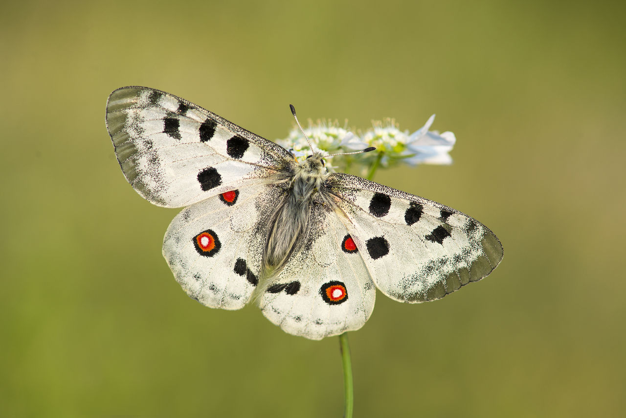 CLOSE-UP OF BUTTERFLY POLLINATING ON FLOWER