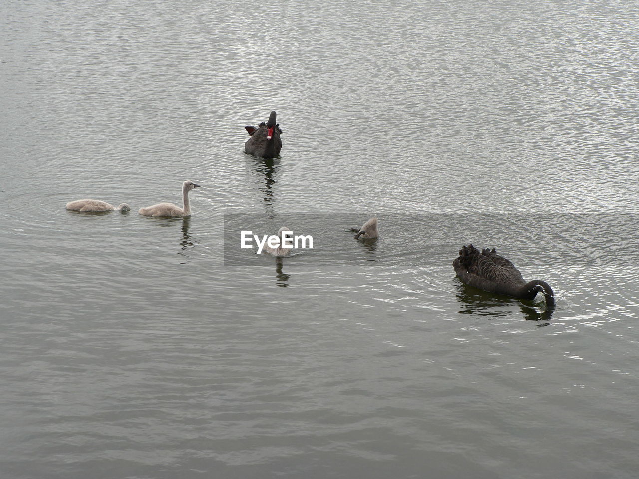 High angle view of swans swimming in lake