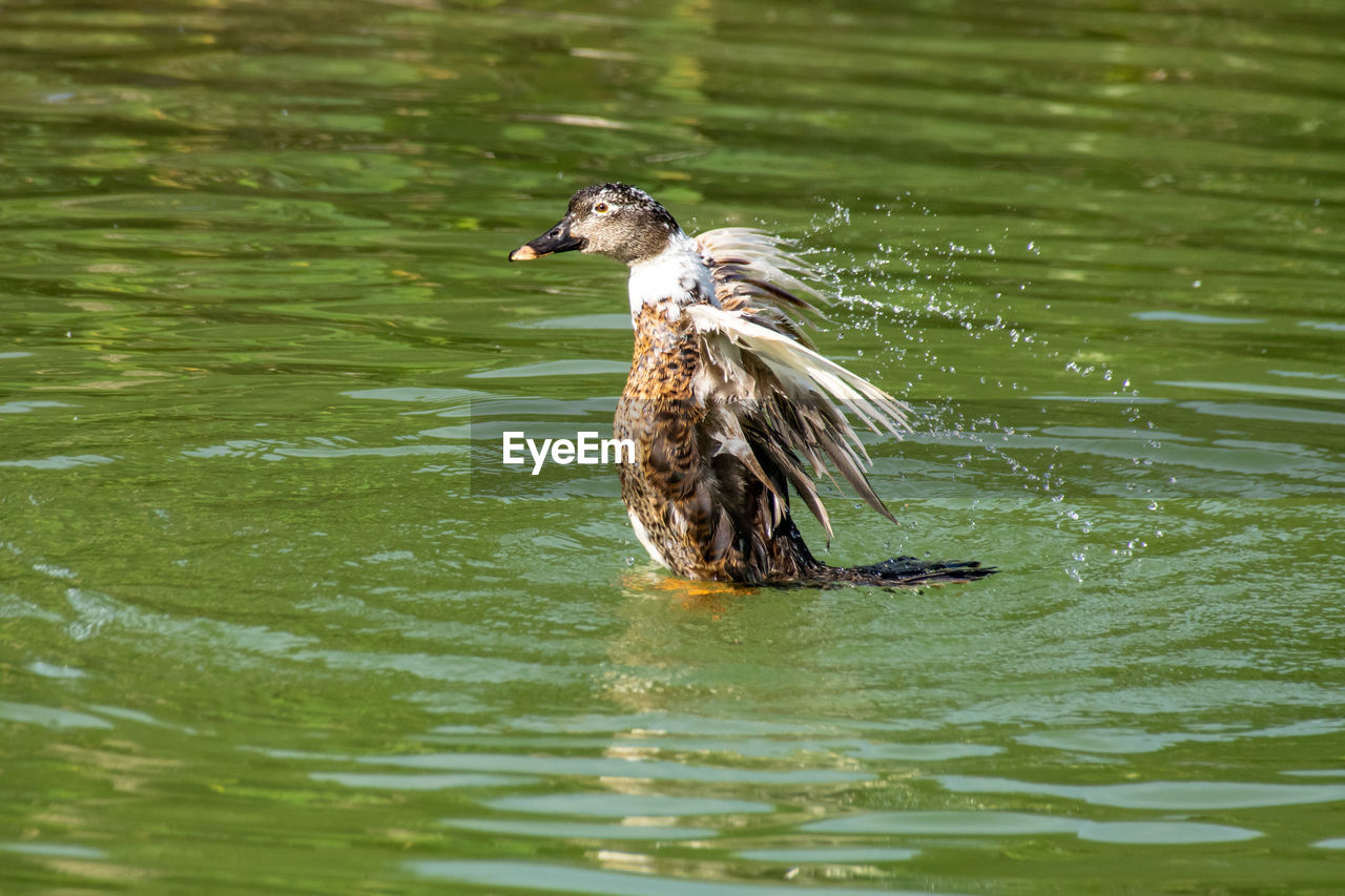 high angle view of duck swimming in lake