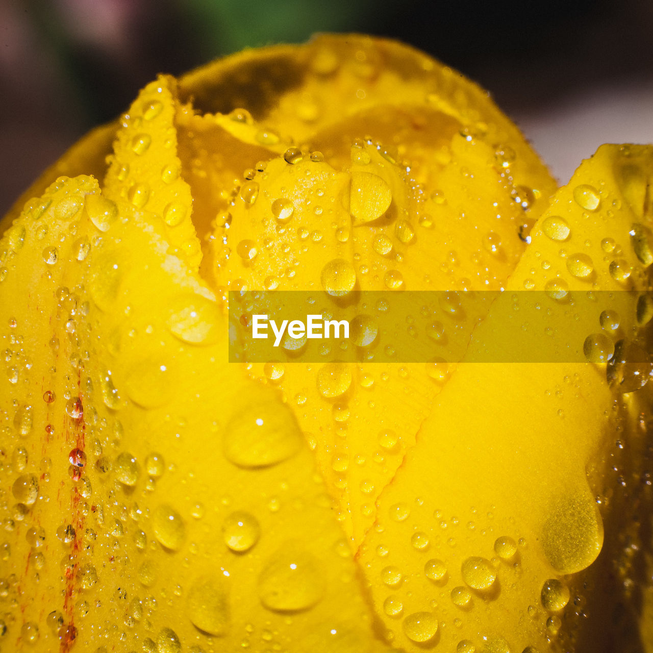 Close-up of wet yellow flower