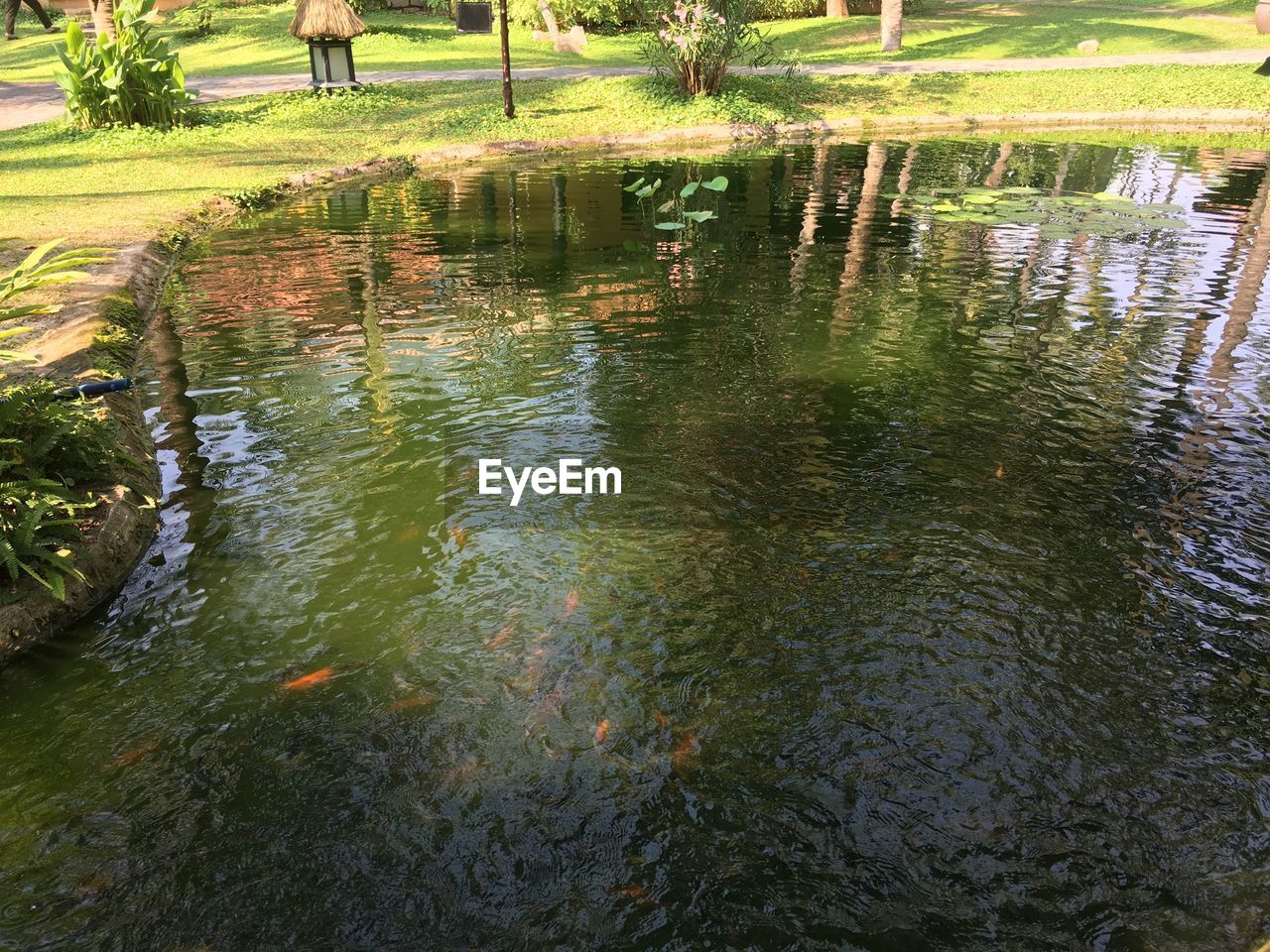 REFLECTION OF TREES ON LAKE