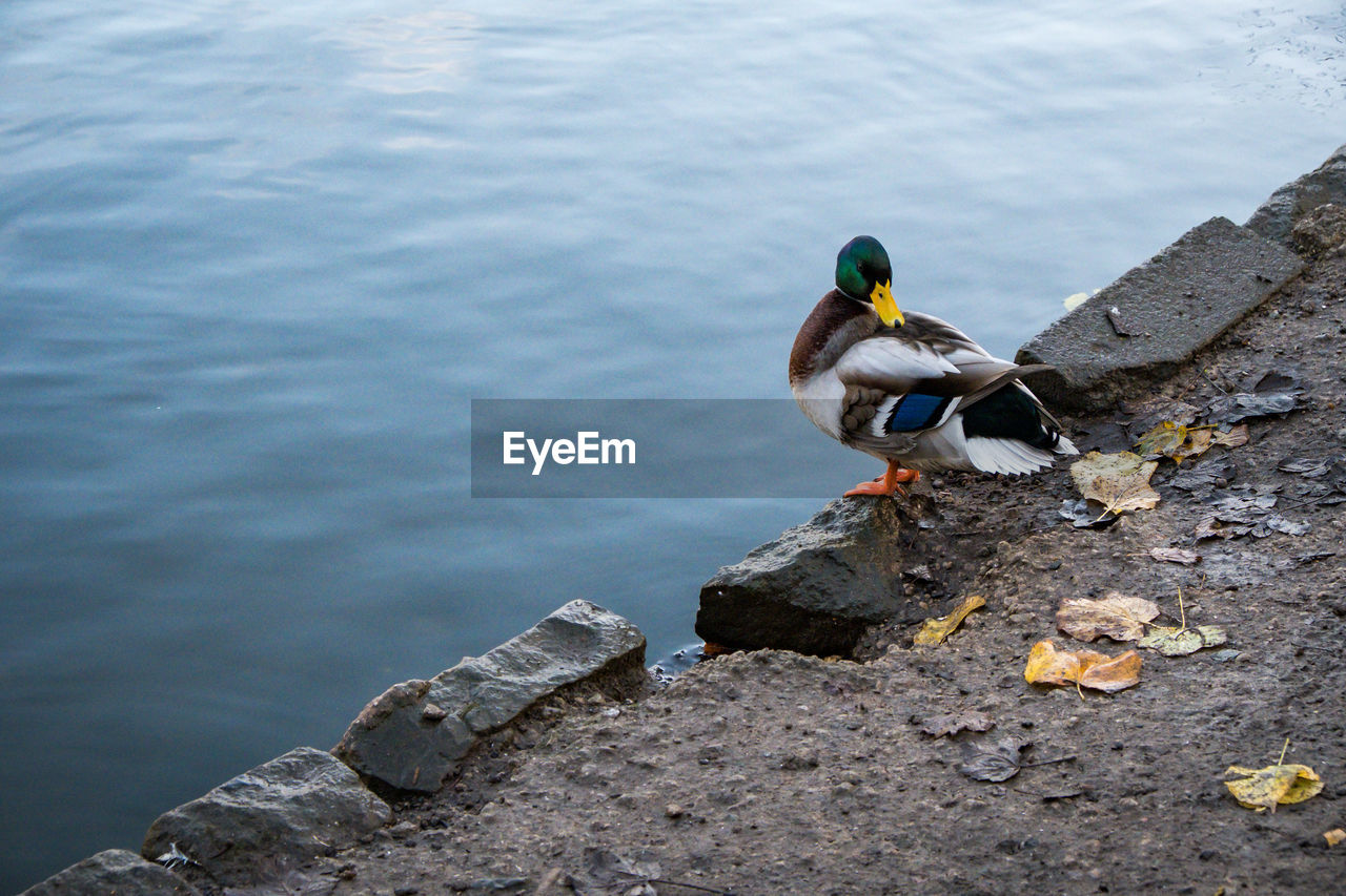 Duck stands by edge of water