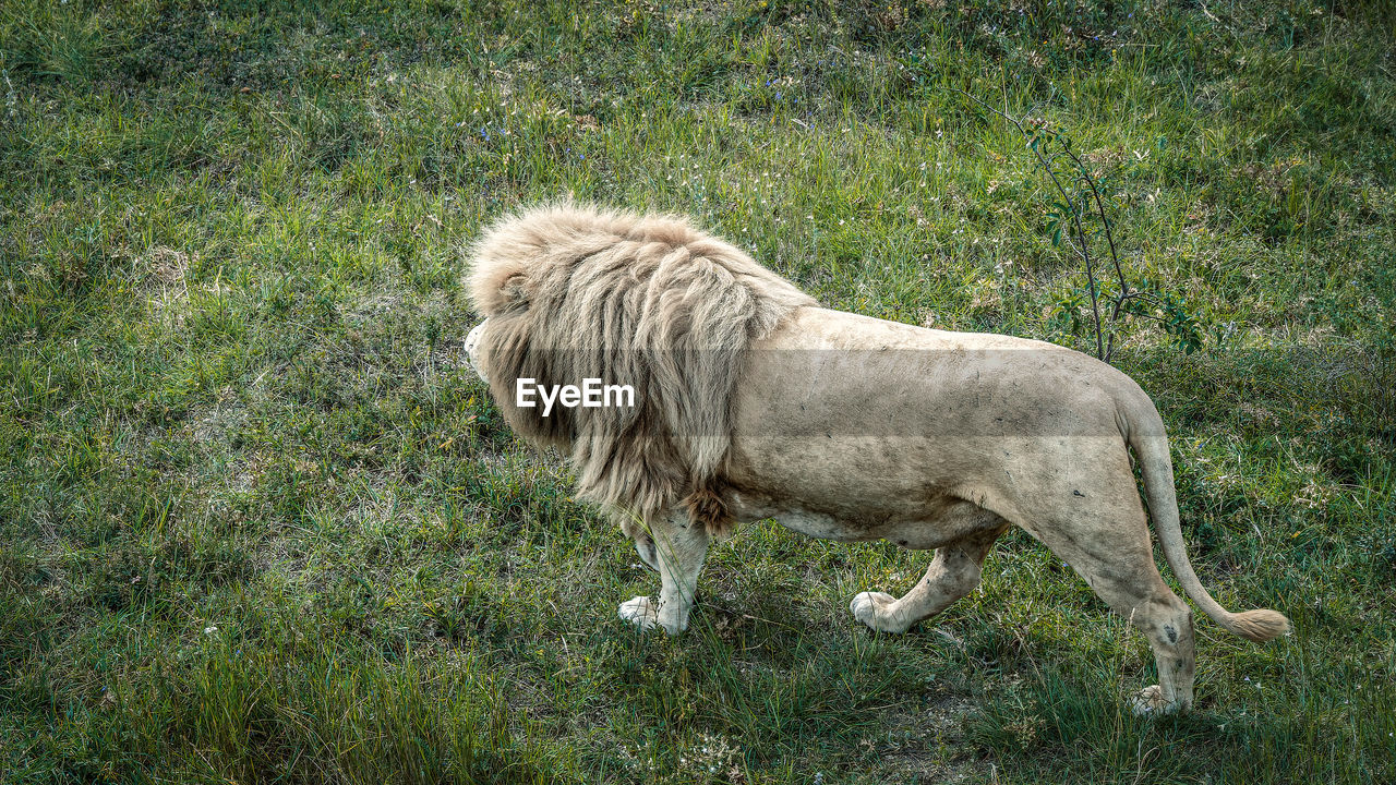 animal, animal themes, mammal, grass, one animal, plant, domestic animals, pet, field, land, green, nature, dog, livestock, day, no people, standing, animal wildlife, growth, high angle view, wildlife, outdoors, full length