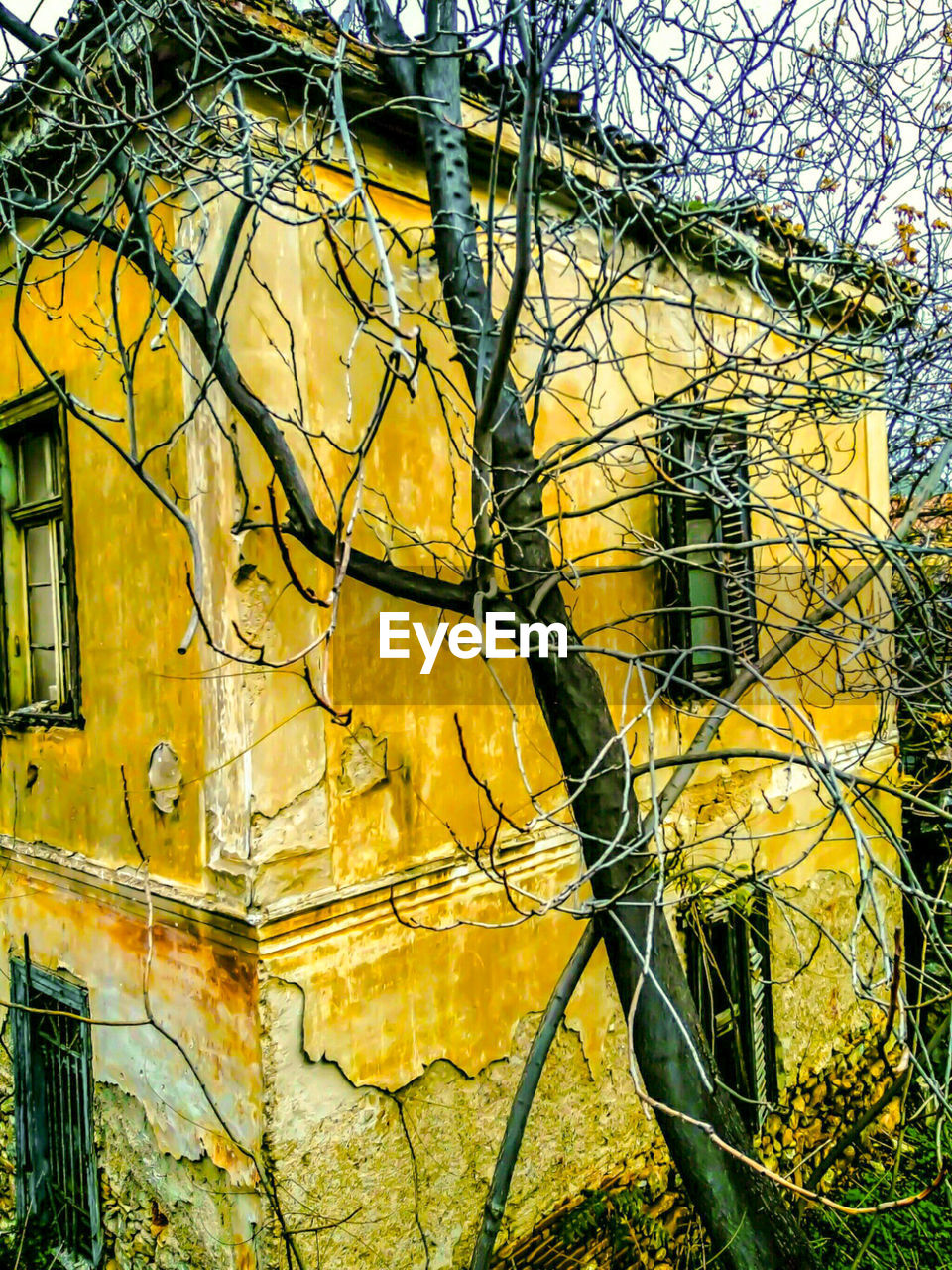 CLOSE-UP OF BARE TREE AGAINST YELLOW SKY