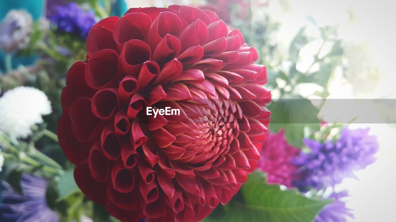 Close-up of dahlia blooming outdoors