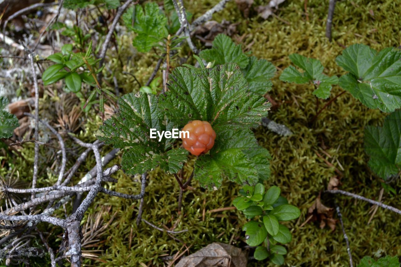 Close-up of plants growing on field