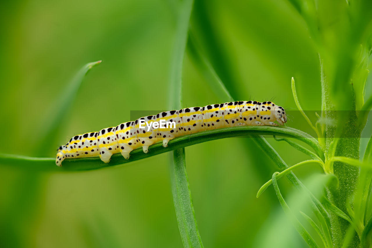 Side view of a caterpillar of the moth figure of eight diloba caeruleocephala on a blade of grass