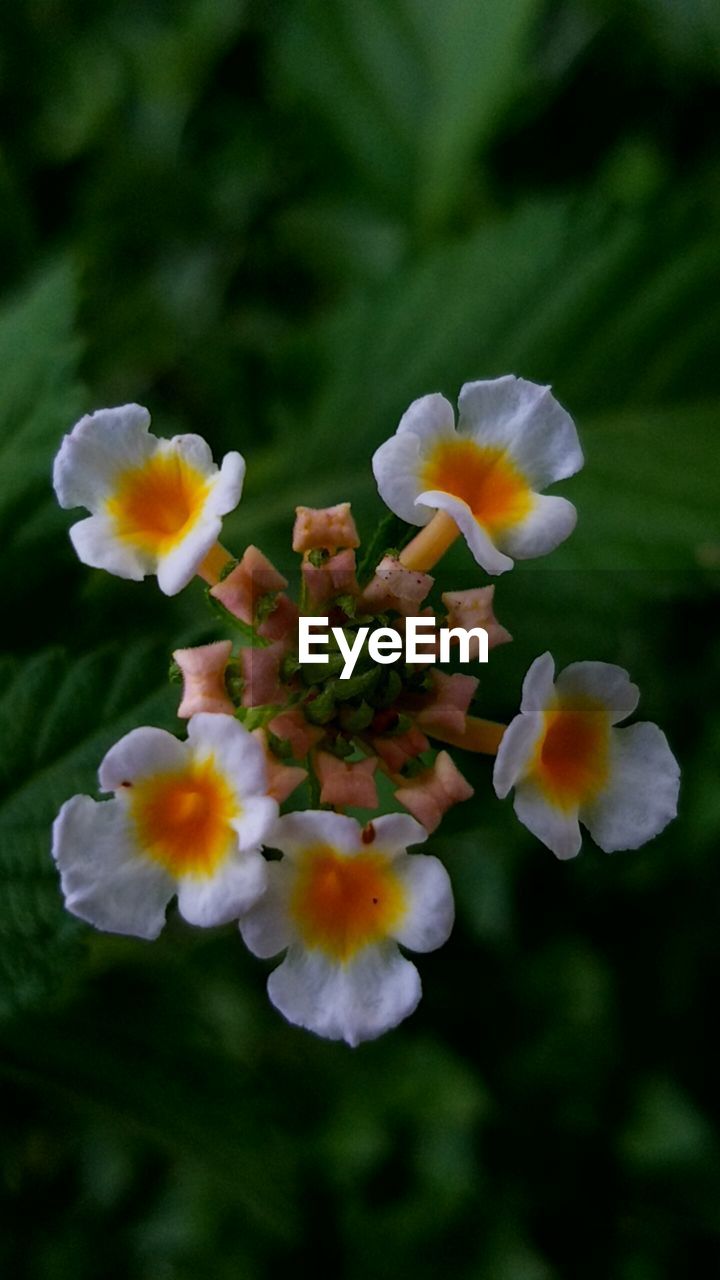 CLOSE-UP OF WHITE FLOWERS BLOOMING