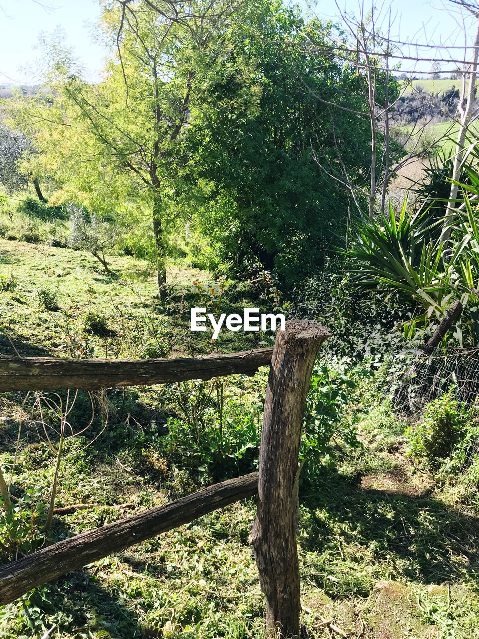 PLANTS GROWING ON LAND IN FOREST