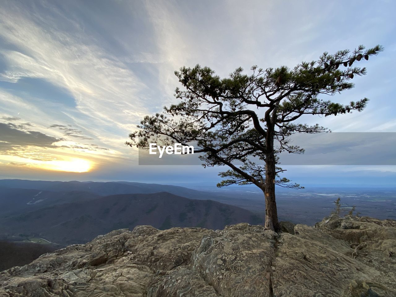 TREE ON ROCKS AGAINST SKY