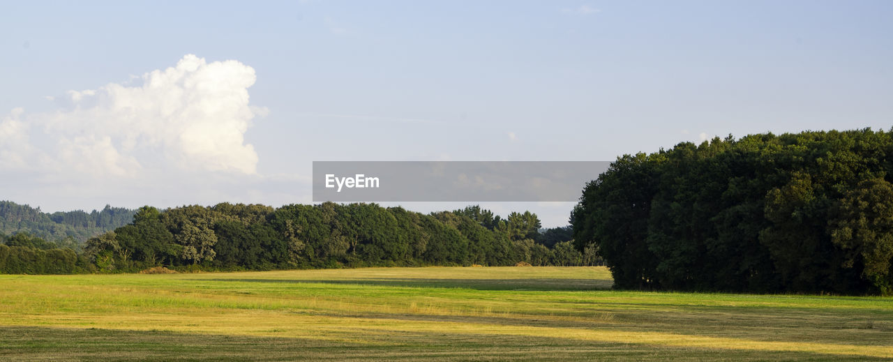 Trees on grassy field