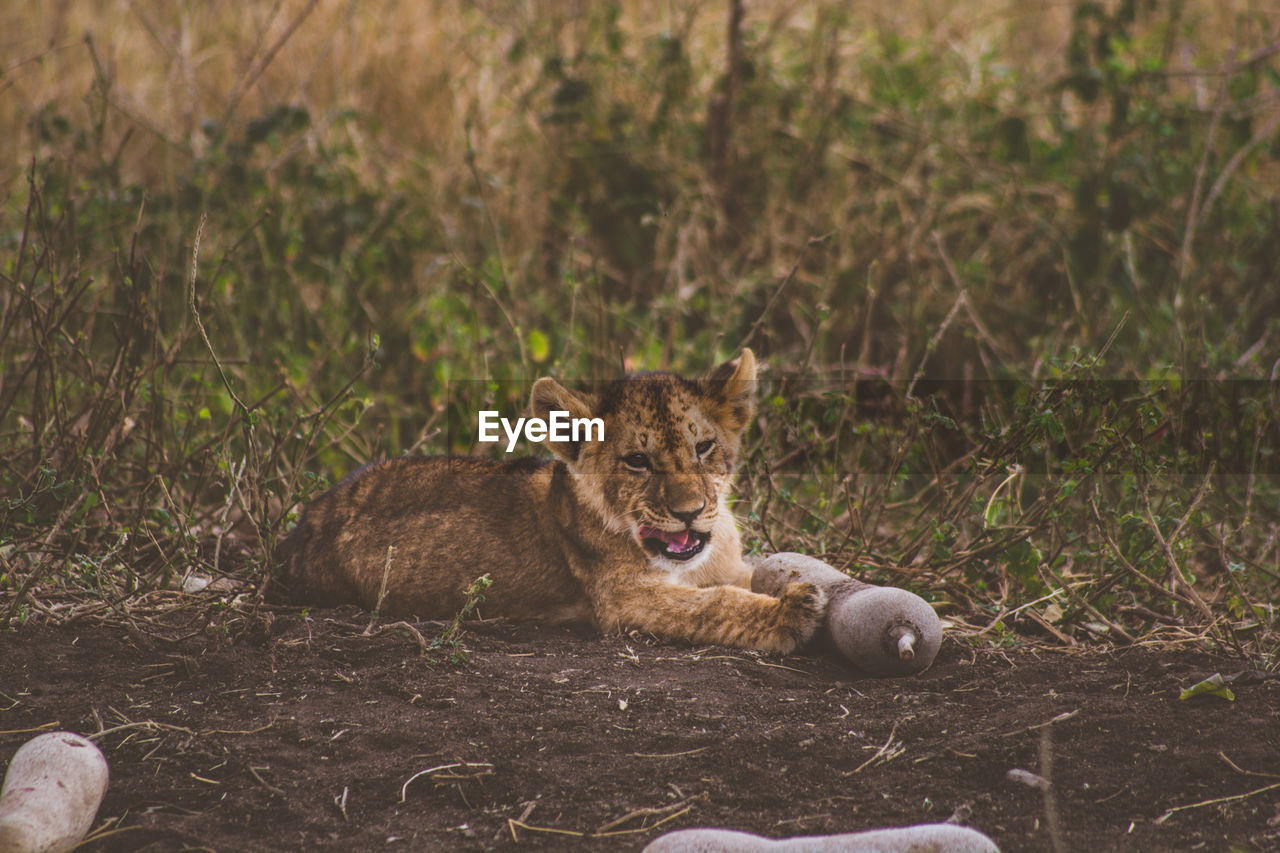 Lion relaxing at zoo