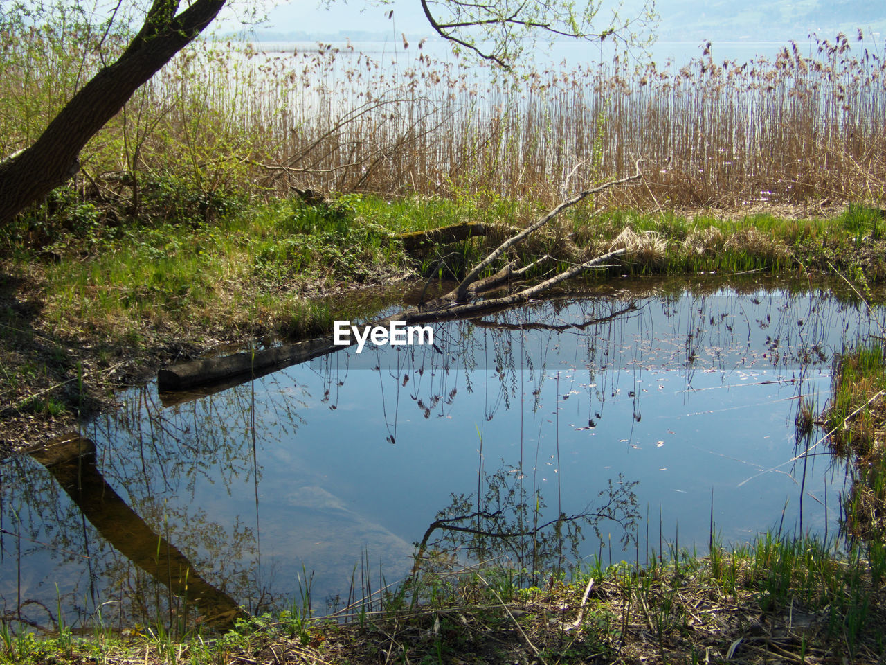 REFLECTION OF TREE IN LAKE