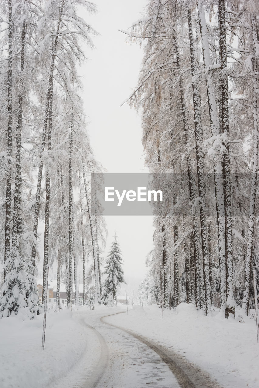 trees on snow covered landscape during winter