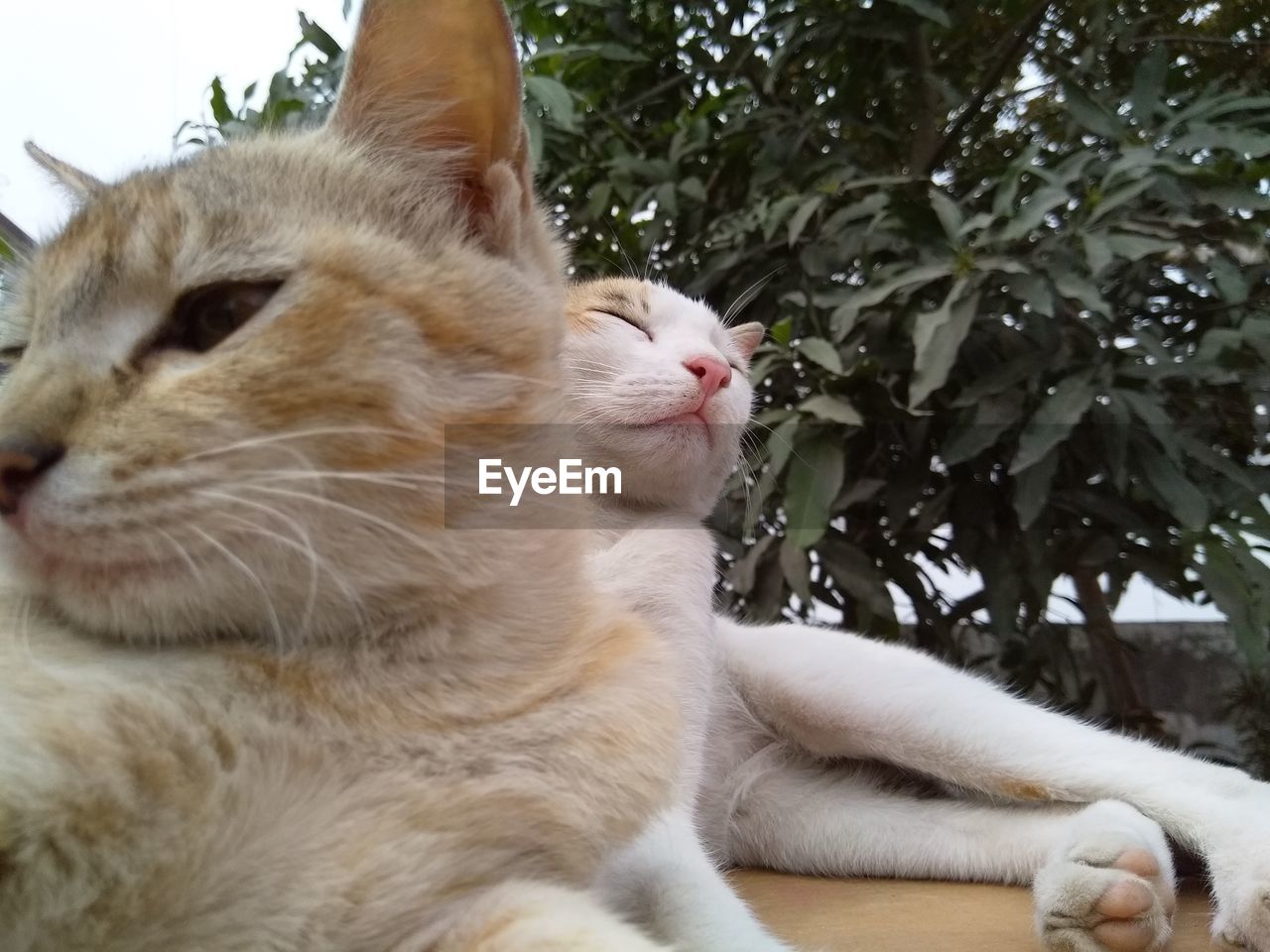 CLOSE-UP OF CAT SITTING ON FLOOR