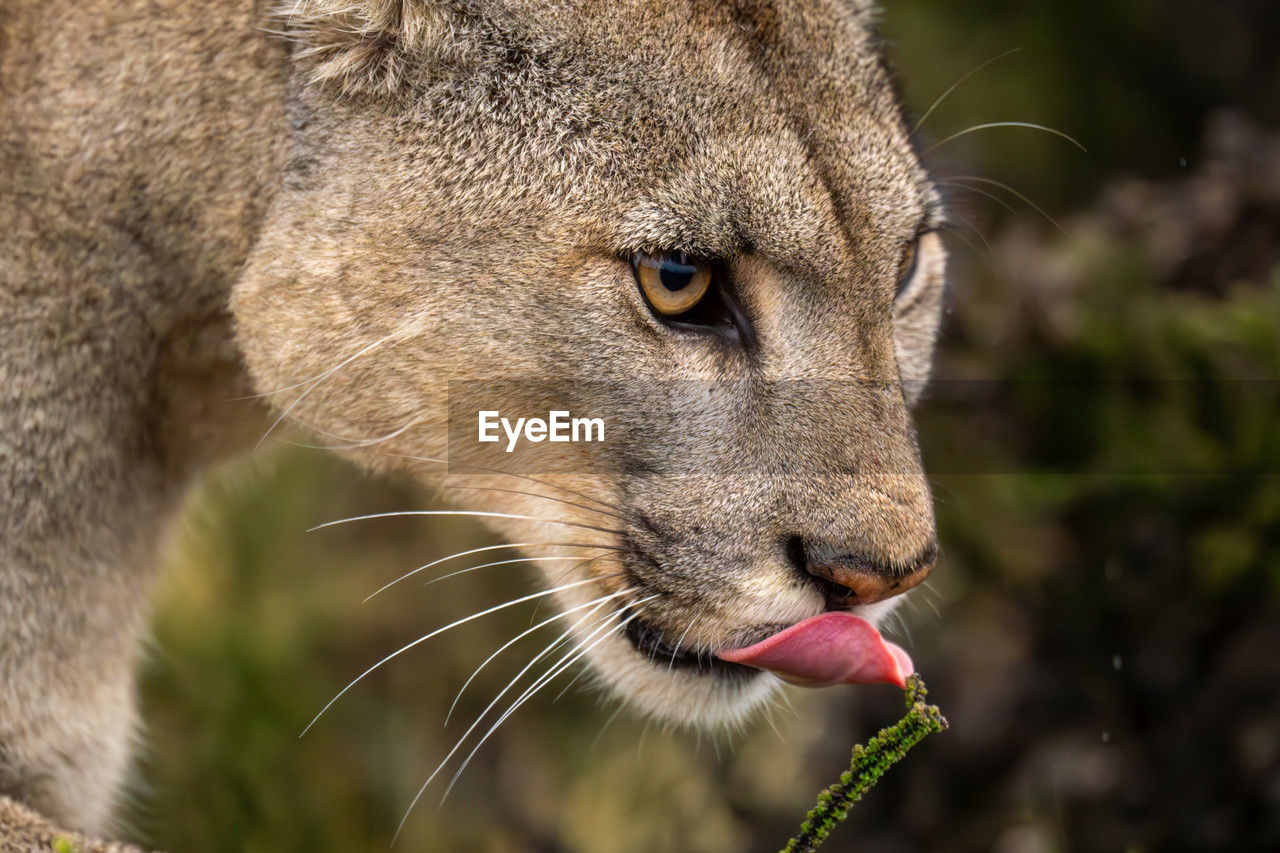 close-up portrait of lioness