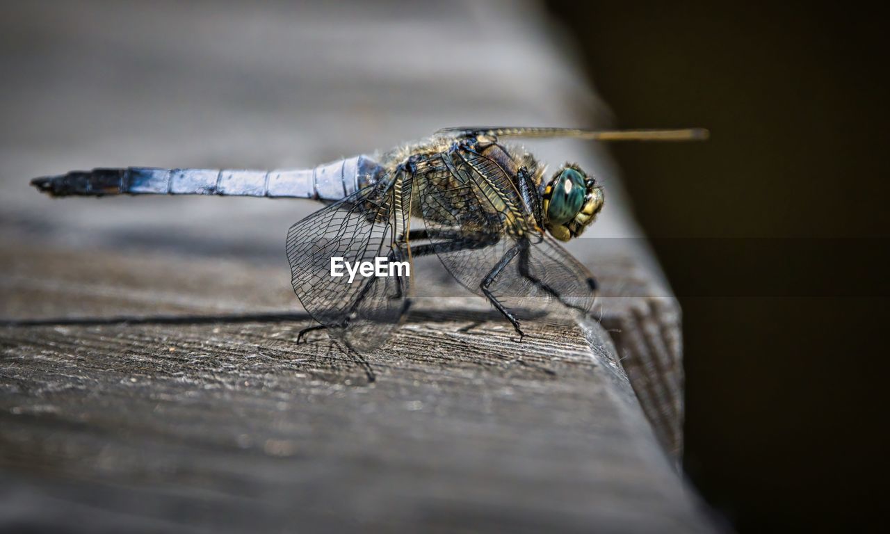 Close-up of dragonfly