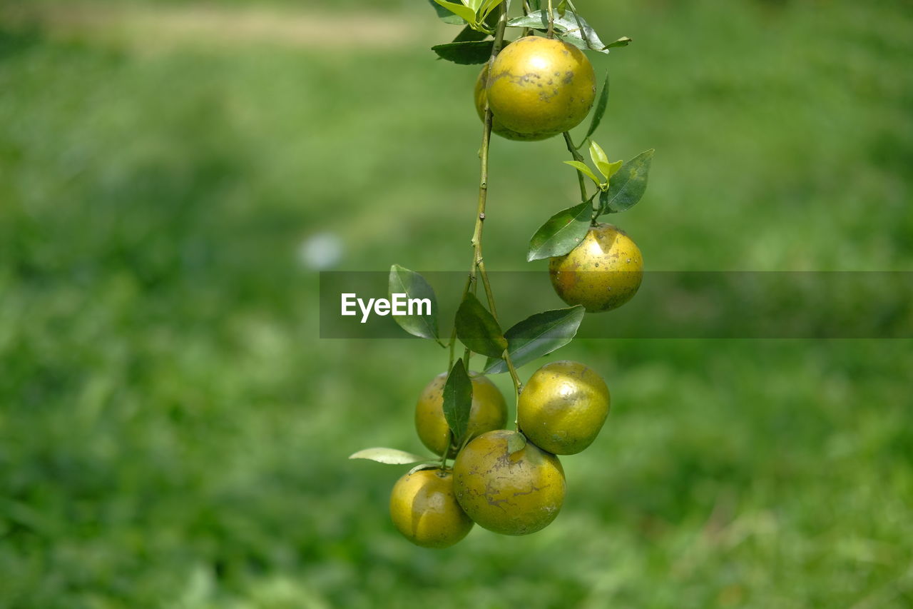 Close-up of orange fruits on tree