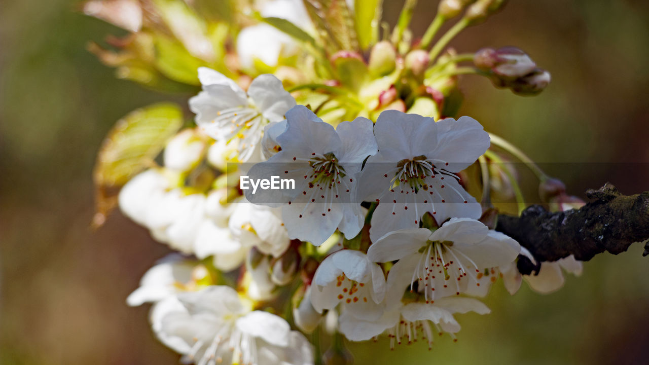 Close-up of flowers