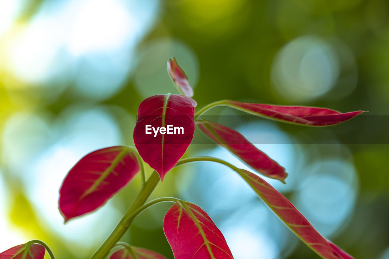 CLOSE-UP OF RED LEAVES ON PLANT